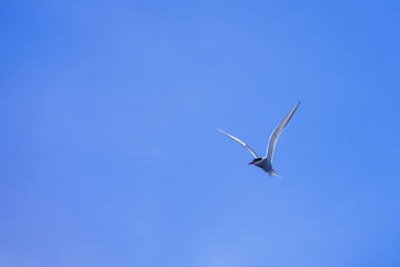 A single bird in flight on the Isle of Muck, Scotland