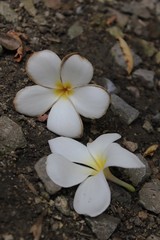 Plumeria on the floor