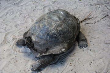 Seychelles Praslin Curieuse Island Elephant turtle