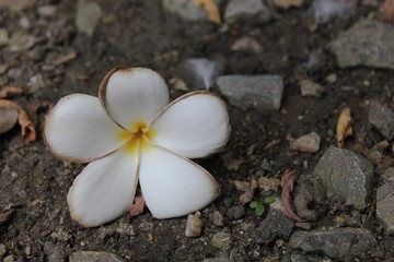 Plumeria on the floor