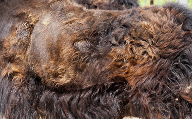 molting and change of wool