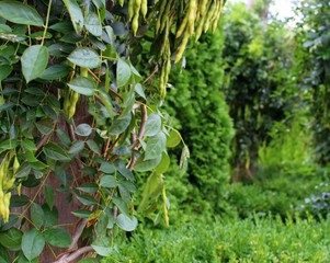 The Beauty of Nature 