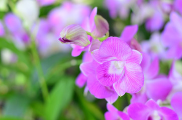 Fototapeta na wymiar Beautiful orchid flowers in farm