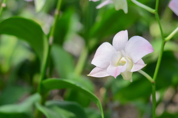 Obraz na płótnie Canvas Beautiful orchid flowers in farm