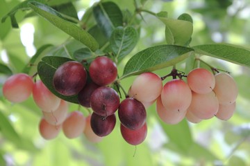 Carunda or Karonda fruit used to herb and medicine. High vitamin C and antioxidant.