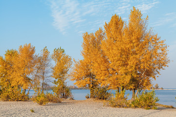 Golden trees on sandy beach
