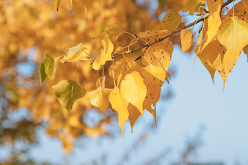 Naklejka na ściany i meble Branch of poplar with yellow leaves close up
