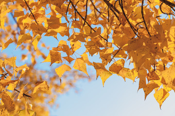 Branch of poplar with yellow leaves close up