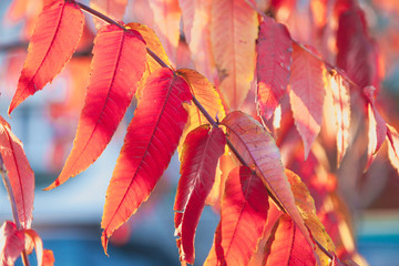 Branch of  sumach plant with red leaves close up
