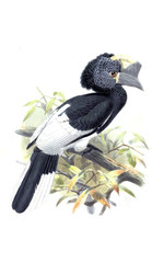 Illustration of birds.