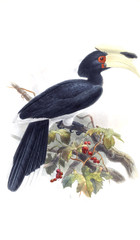 Illustration of birds.