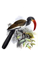 Illustration of birds.
