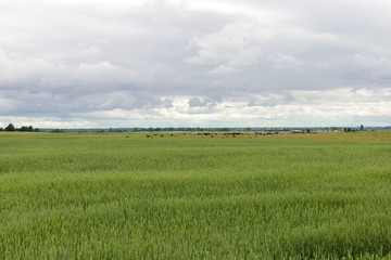 agricultural field
