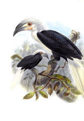 Illustration of birds.