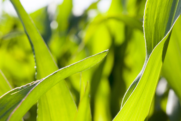 Obraz premium green beautiful corn foliage close up agricultural