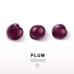 Realistic Plum on White Background : Vector Illustration