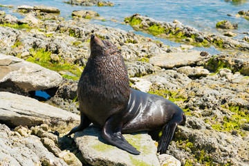 Fototapeta premium Czarna słodka foka na skale, nowozelandzkie zwierzę