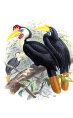 Illustration of birds.