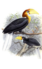 Illustration of birds.