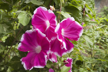 あさがお　morning glory