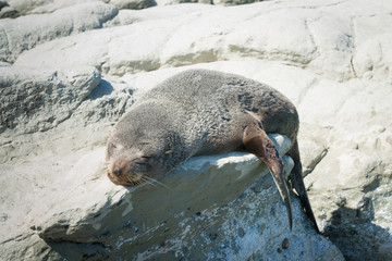 Fototapeta premium Kaikoura foki na skale śpiącej, South Island Nowa Zelandia