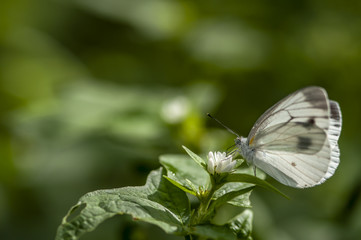White butterfly