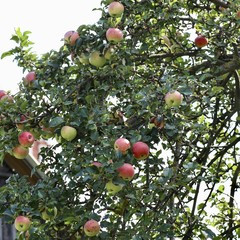 Apples on the tree.

