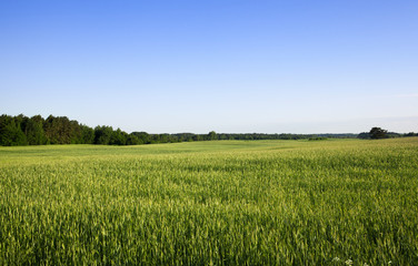 summer landscape