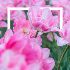 Tulips flower, flat lay, flower and nature background