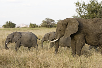 Obraz premium Wild herd of elephants walking in African savanna