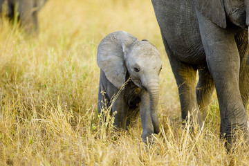 Cute baby elephant walking in Africa