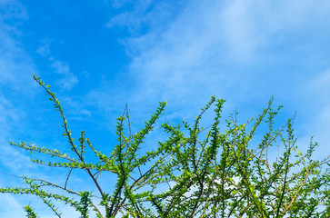 Branches of Calabash Tree Against on The Sky