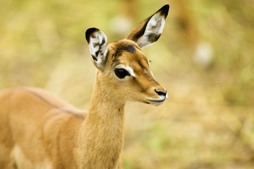 Wild baby impala in Africa