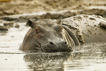Large, muddy hippopotamus in muck and mud