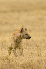 Wild hyena in African savanna