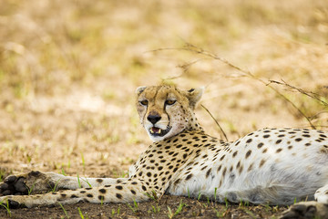 Wild Cheetah laying down in Africa