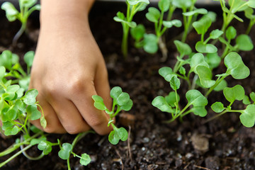 Closeup shot of a children holding a green plant in palm of her hand. Close up hand holding a a young fresh sprout. Shallow depth of field with focus on seedling.