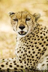 Wild Cheetah laying down in Africa