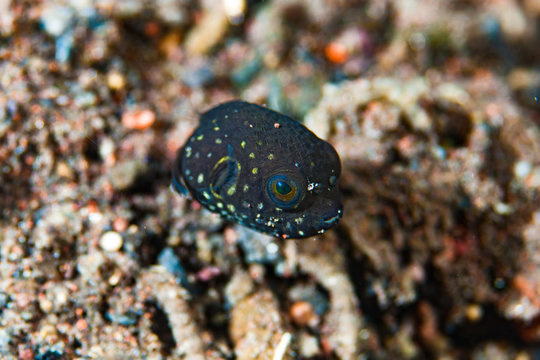 Scribbled Pufferfish Arothron mappa Juvenile