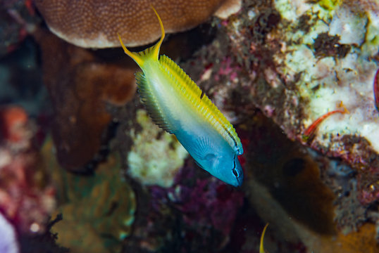 Eye-Lash Harptail Blenny Meiacanthus atrodorsalis