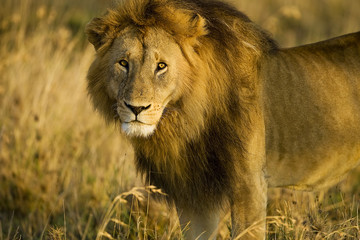 Wild African Lion in Tanzania