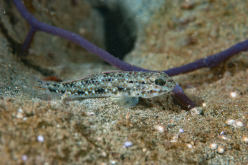 Goby