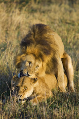 Wild African Lion Sex in the Serengeti