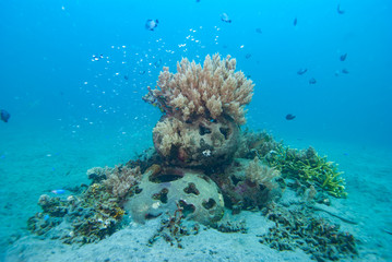 Fototapeta na wymiar Artificial Coral Reef Underwater Bali