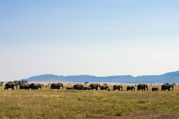 Obraz premium Large herd of wild elephants walking in Savanna