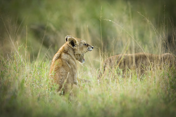 Lion cub yawning in Africa
