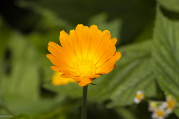 flower of calendula