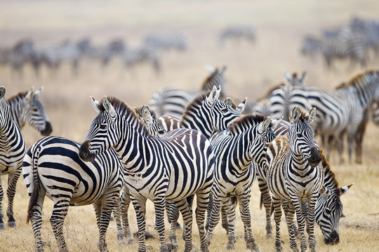 Herd of wild zebra in East Africa
