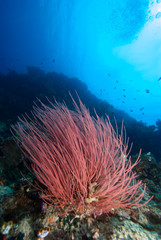Naklejka na ściany i meble Coral Reef Gorgonian Underwater Landscape