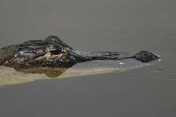 Alligator Head in Water